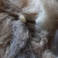 پشم گوسفندی|رختخواب، بالش، پتو|شاهرود, |دیوار