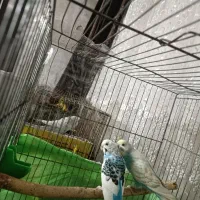 پرنده مرغ عشق