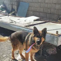 فروش سگ ژرمن