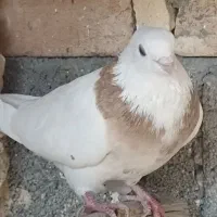 طوقی غریب گیری رباط کریم