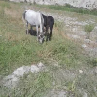 اسب با کره نر|اسب و تجهیزات اسب‌سواری|جوزار, |دیوار