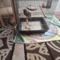 مرغ مینا صحبت کن