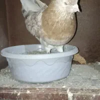 کفتر.سرور.نر.کبوتر|پرنده|گرگان, |دیوار