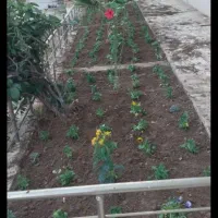 باغبانی هستم|خدمات باغبانی و درختکاری|بندر امام خمینی, |دیوار