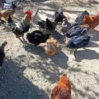 فروش ۲۰ دانه مامر