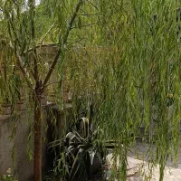 اجاره روزانه|اجارهٔ کوتاهمدت ویلا و باغ|ماکلوان, |دیوار