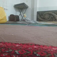 عروس هلندی جفت تخم گذار|پرنده|خمین, |دیوار