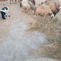 15 راس میش داشتی|حیوانات مزرعه|جره و بالاده, |دیوار