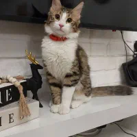 واگذاری گربه