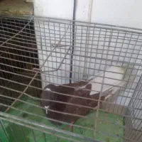 نر سرخ اسطوره|پرنده|قم, پامنار|دیوار