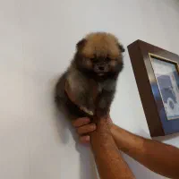 توله پامرانین|سگ|ماهدشت, |دیوار