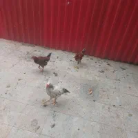 خروس‌|حیوانات مزرعه|اردبیل, |دیوار