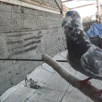 کبوتر کفتر