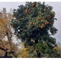 پرتغال محلی