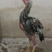 مرغ جوانه