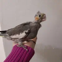 جوجه عروس هلندی|پرنده|دزفول, |دیوار