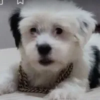 توله سگ‌پاکوتاه(شیتزو)