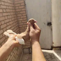 یهودی زرد عتیقه نر