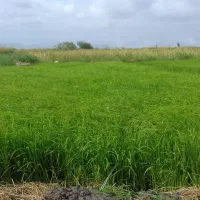 زمین کشاورزی