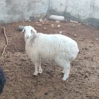 تعدادی میش و بره