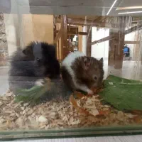 یک جفت همستر