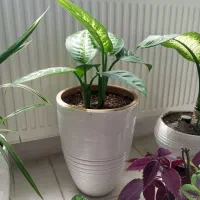 گل آپارتمانی