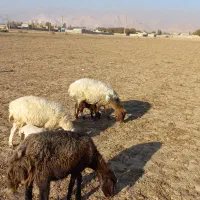 میش با بره جوان.گوسفند.بز|حیوانات مزرعه|کرج, کمال‌شهر|دیوار