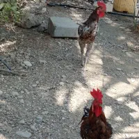 خروس و مرغ رودان