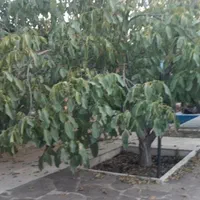 فروش باغ ویلا(استثنایی)آبسردفازیک الهیه|فروش خانه و ویلا|آبسرد, |دیوار