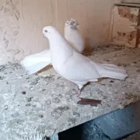 کبوتر قره دومدیح|پرنده|آذرشهر, |دیوار