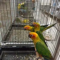 جوجه خورشیدی تازه دانخور|پرنده|کاشمر, |دیوار