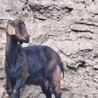 بز دورگه شیرا|حیوانات مزرعه|گناباد, |دیوار