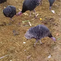 بوقلمون روستایی