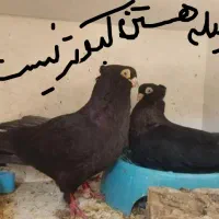 کبوتروسایل اگهیوبخون