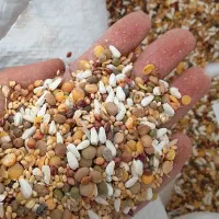 دانه مخلوط کفتر کبوتر بدون گندم و ذرت