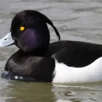 اردک|پرنده|رشت, نخودچر|دیوار