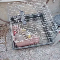 دو قفس  نگهداری حیوان