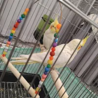 عروس هلندی نر رو ماده