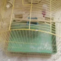 قفس پرنده|لوازم جانبی حیوانات|سلماس, |دیوار