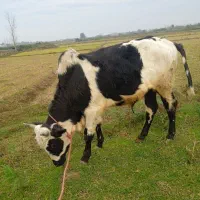 ورزا کوله گاو لیشه چالوسی