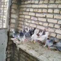 28ماده12حیوان نر نرماده سینه چپ خال پشت کویتی ماده|پرنده|فرح دشت, |دیوار