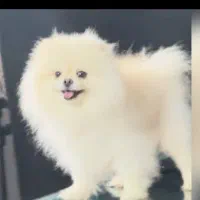 پامرین خرسی ماده