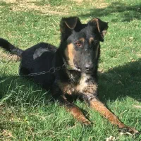 سگ ژرمن شیپر|سگ|اهواز, زرگان|دیوار