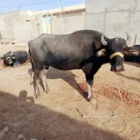 گاومیش قصابی