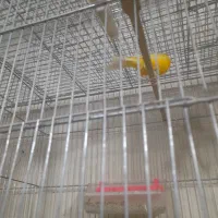 خرید فروش انواع پرنده زینتی|پرنده|سیرجان, |دیوار