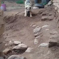 توله سگ سرابی