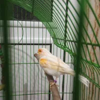 قناری مست و سرحال|پرنده|بوکان, |دیوار