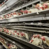 خروس ماشینی