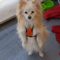 پامرانین روباهیی|سگ|سقز, |دیوار