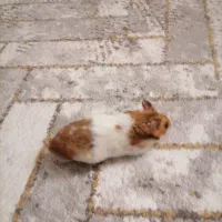 همستر|موش و خرگوش|بندرعباس, |دیوار